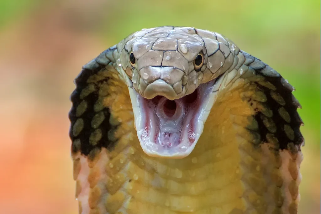 Snake Venom Research : From Deadly Toxin to Life-Saving Treatment