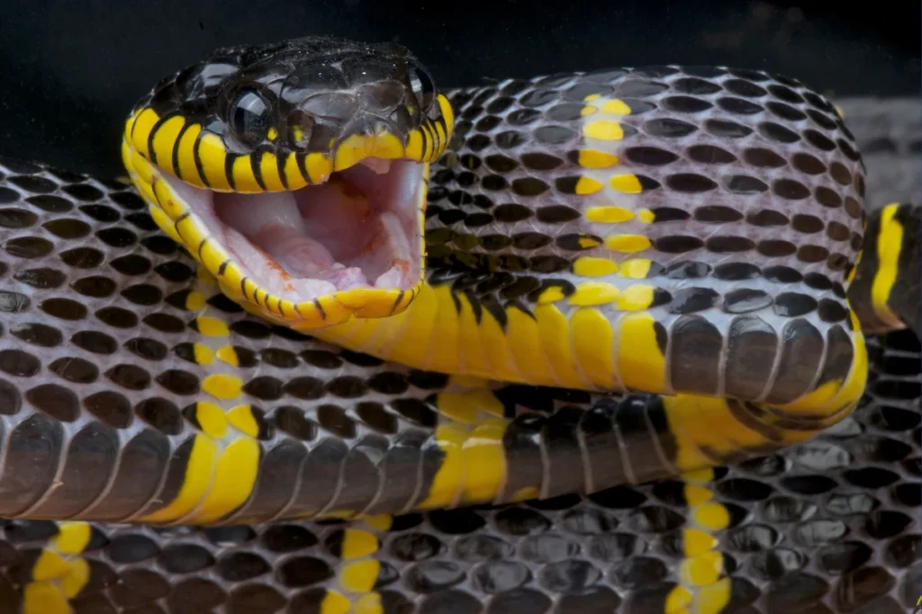 Snake Venom Research : From Deadly Toxin to Life-Saving Treatment