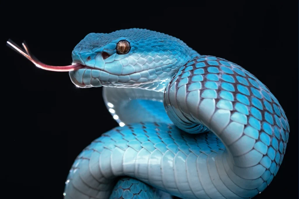 Snake Venom Research : From Deadly Toxin to Life-Saving Treatment