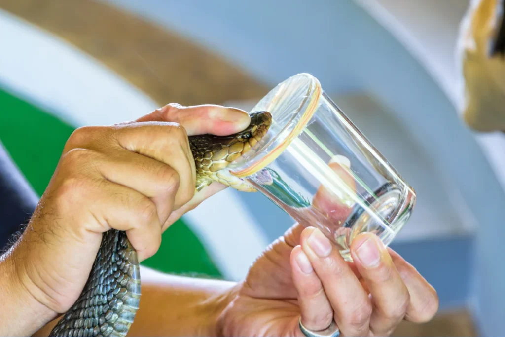 Snake Venom Research : From Deadly Toxin to Life-Saving Treatment